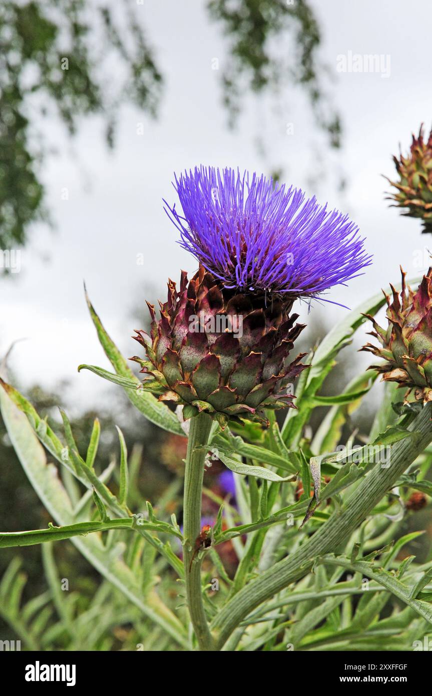 Cynara cardunculus cardon Banque D'Images