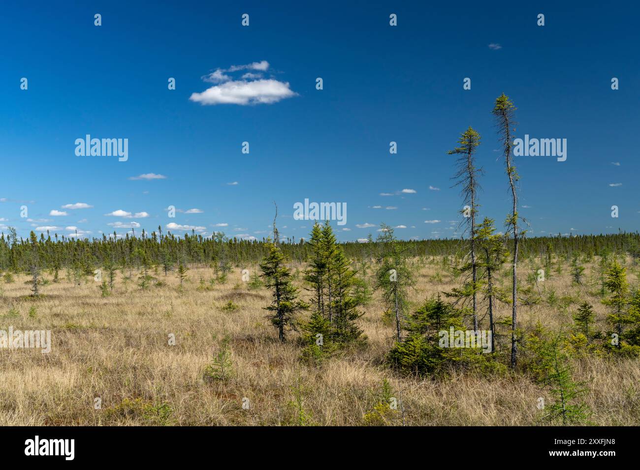 La zone de loisirs Big Bog State, près de Waskish, Minnesota, États-Unis. Banque D'Images