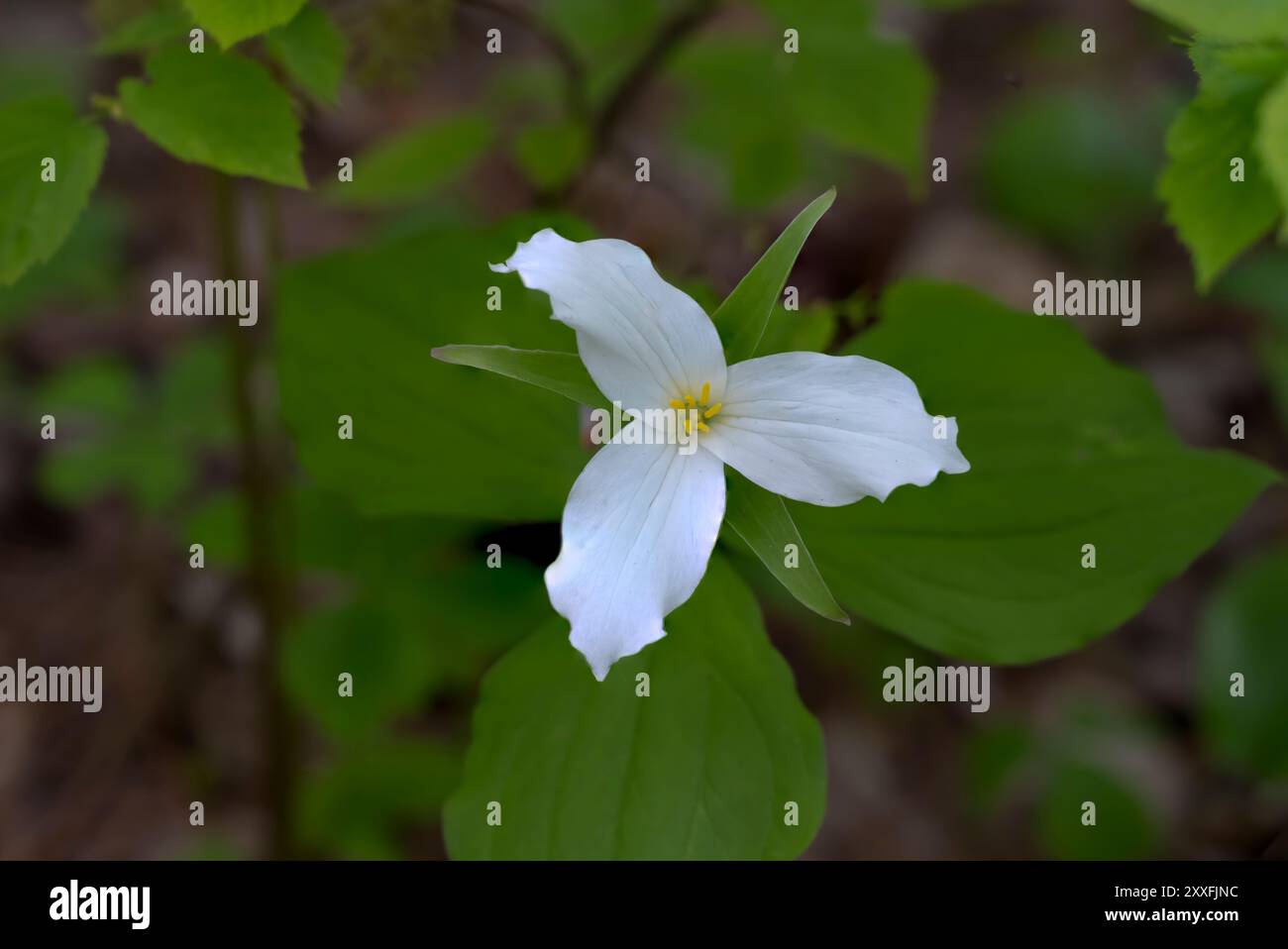 Fleurs sauvages de Trillium fleurissant dans le parc d'État d'Itasca, Minnesota, États-Unis. Banque D'Images