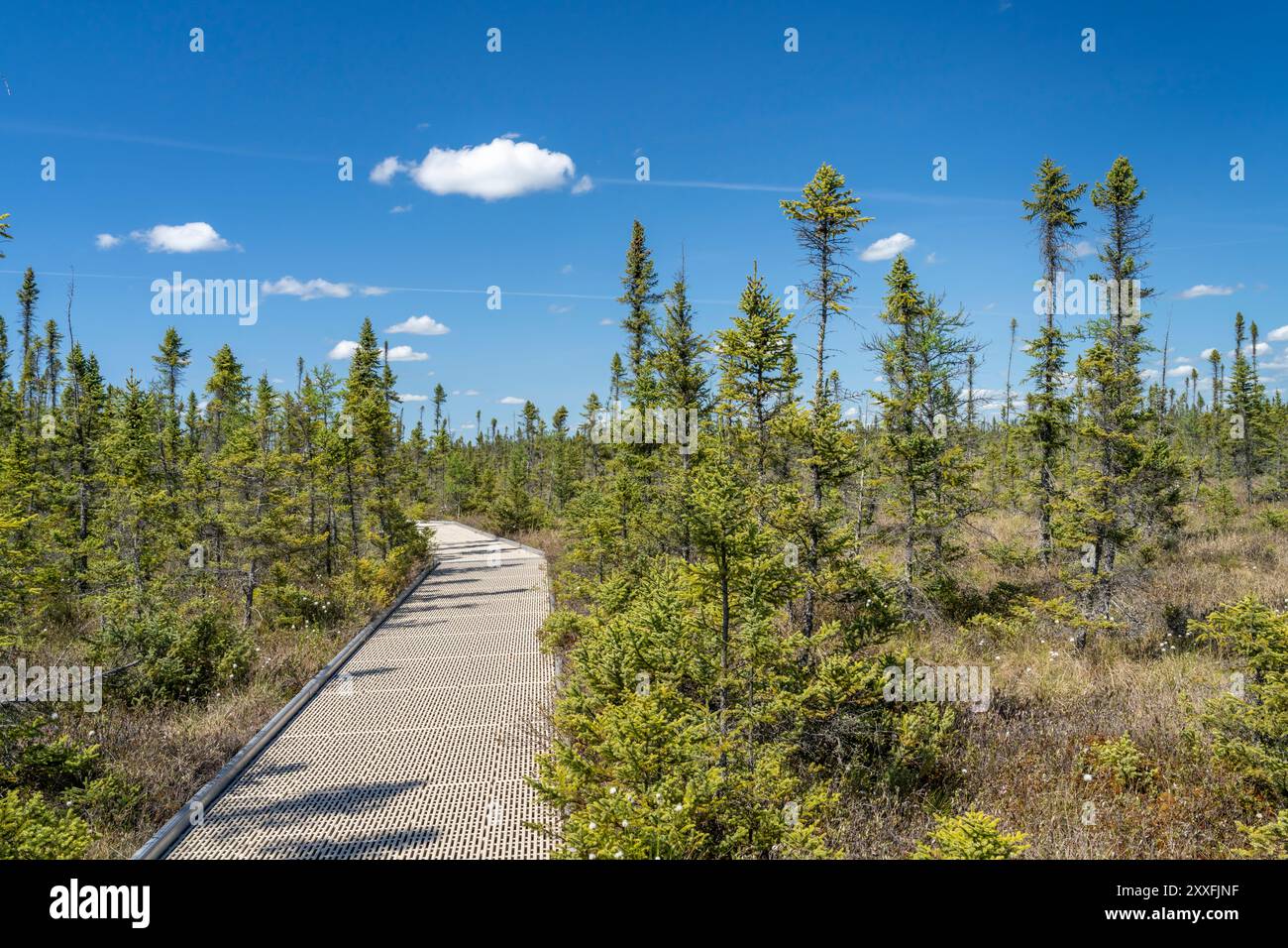 La zone de loisirs Big Bog State, près de Waskish, Minnesota, États-Unis. Banque D'Images