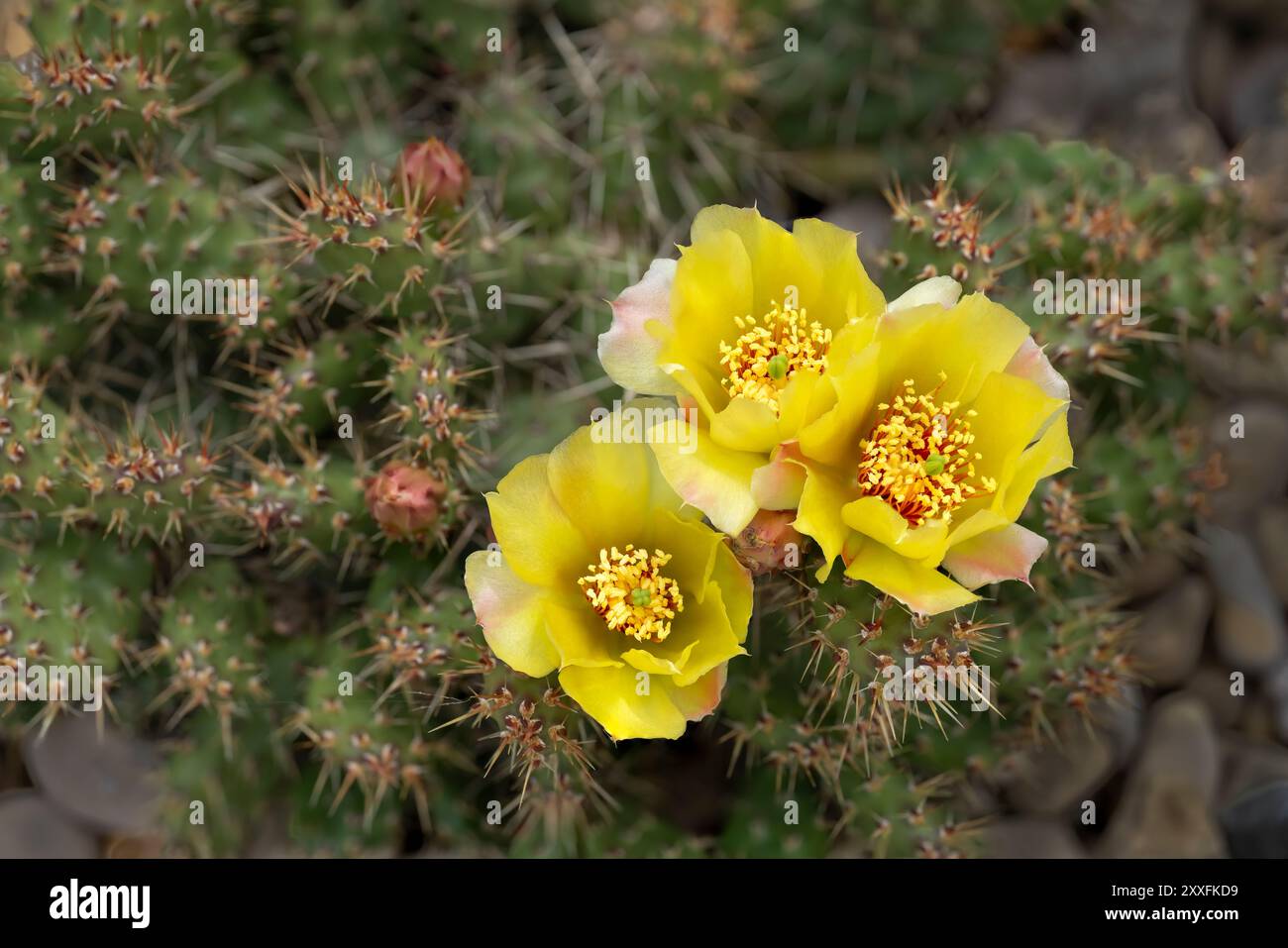 Cactus de barbarie jaune cassant fleuri à Winkler, Manitoba, Canada. Banque D'Images