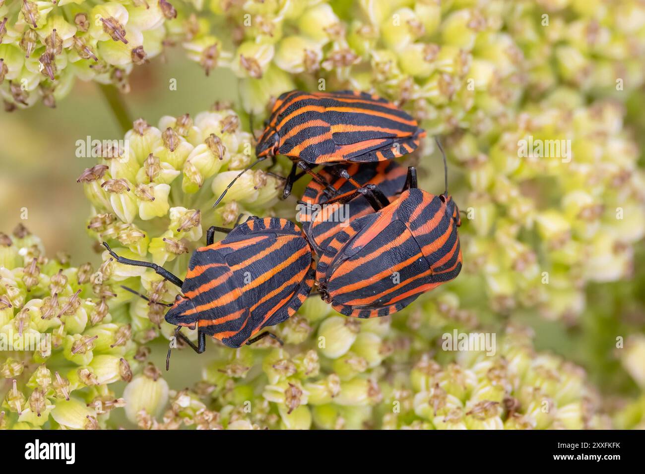 Bugs italiens puants Banque D'Images
