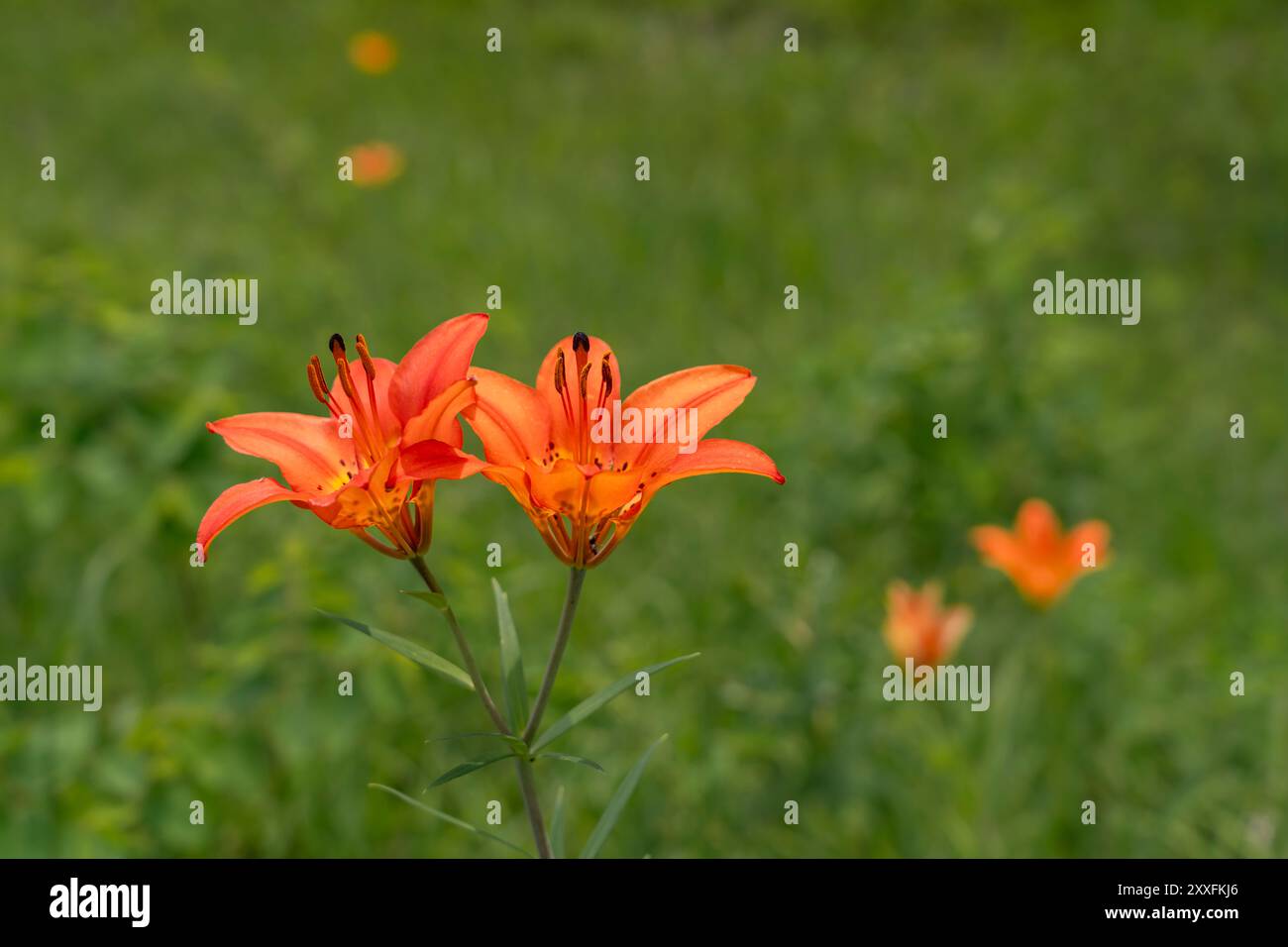 Les lis des bois fleurissent dans un fossé au bord de la route près de Woodridge, Manitoba, Canada. Banque D'Images