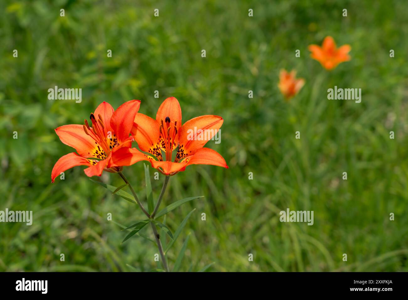 Les lis des bois fleurissent dans un fossé au bord de la route près de Woodridge, Manitoba, Canada. Banque D'Images