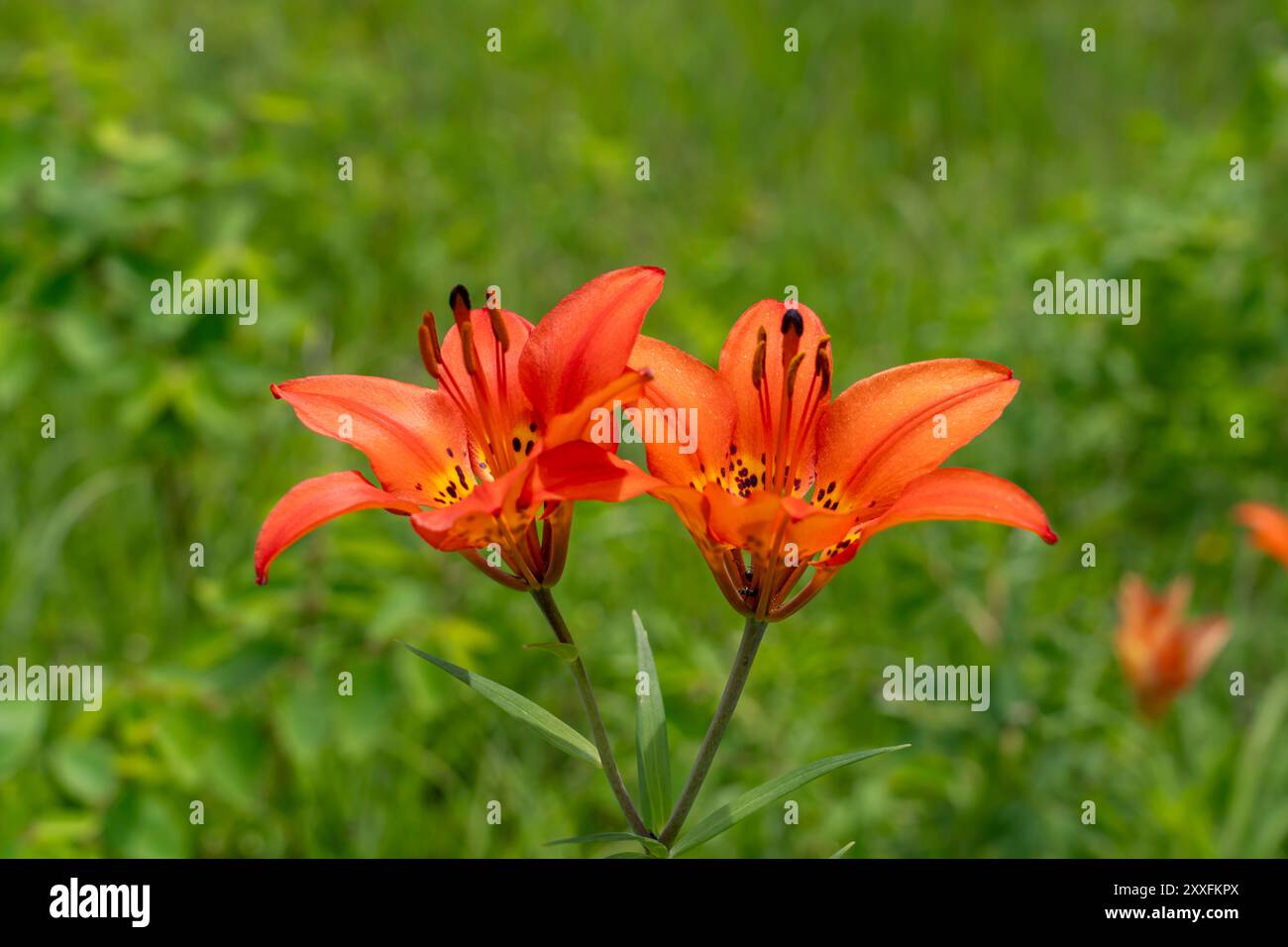 Les lis des bois fleurissent dans un fossé au bord de la route près de Woodridge, Manitoba, Canada. Banque D'Images