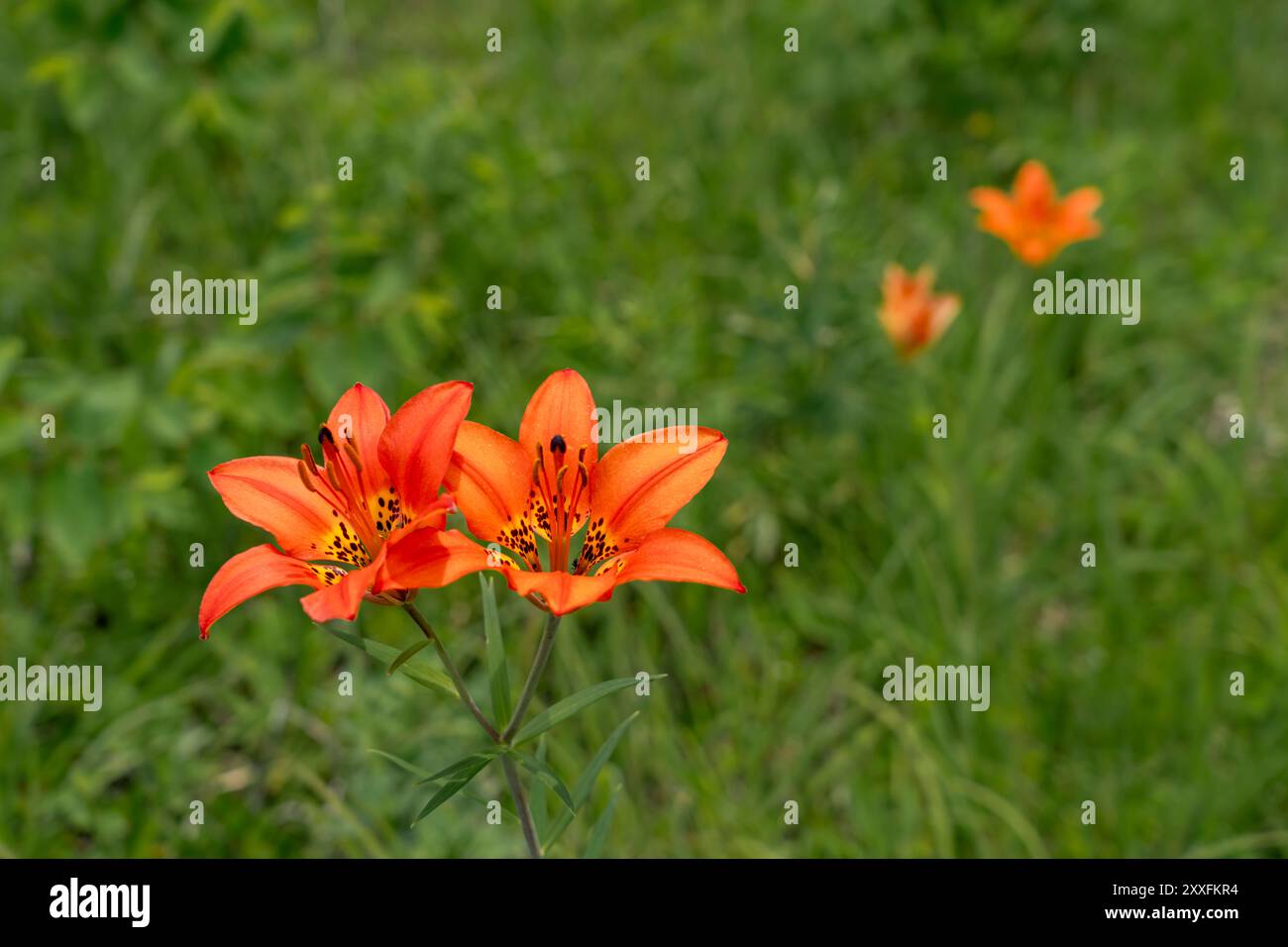 Les lis des bois fleurissent dans un fossé au bord de la route près de Woodridge, Manitoba, Canada. Banque D'Images
