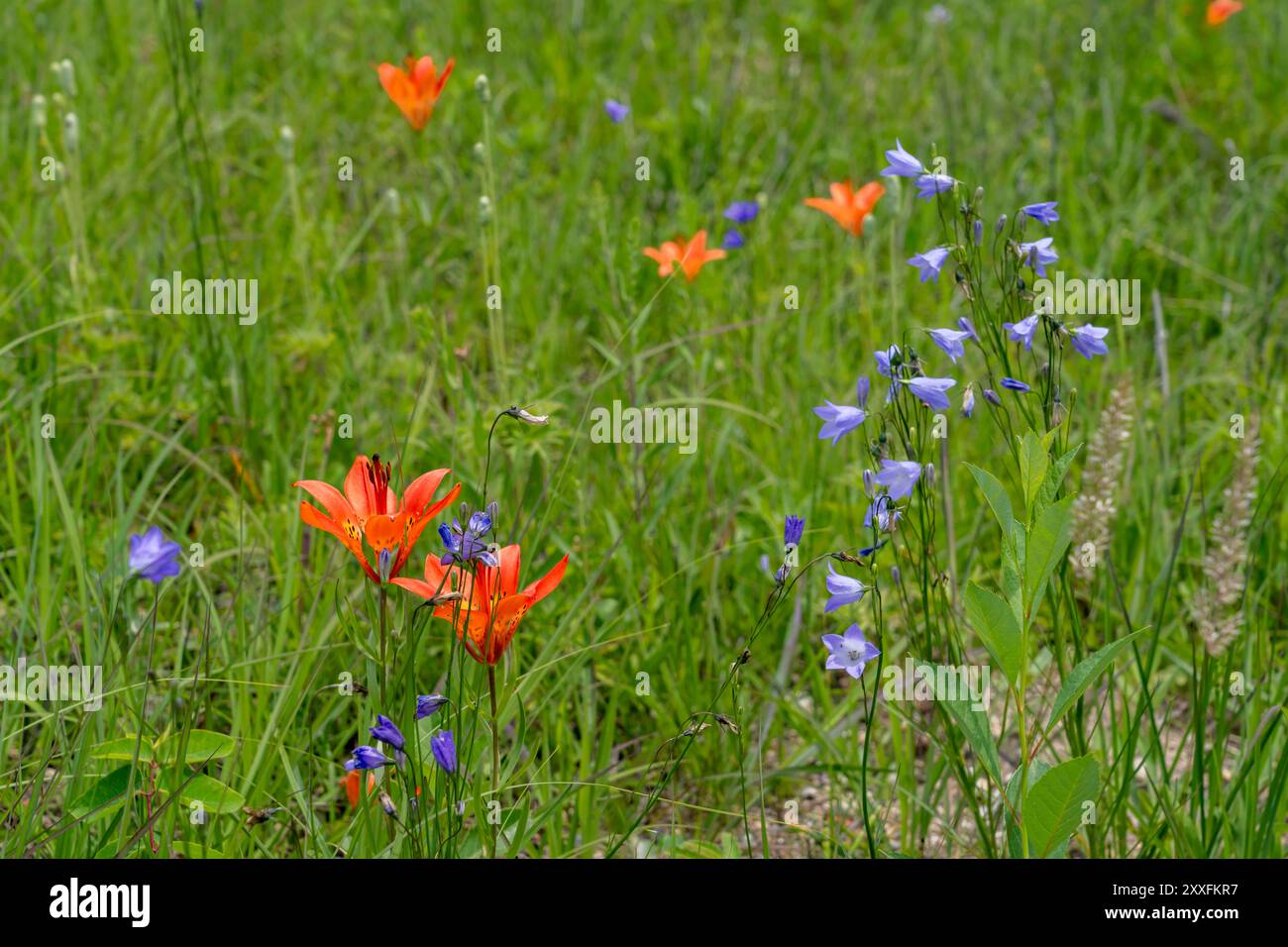 Les lis des bois et les cloches bleues fleurissent dans un fossé en bordure de route près de Woodridge, Manitoba, Canada. Banque D'Images