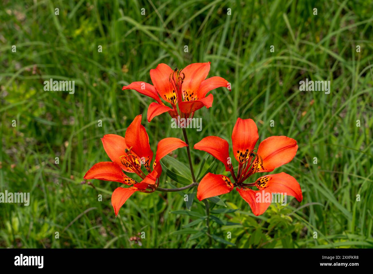 Les lis des bois fleurissent dans un fossé au bord de la route près de Woodridge, Manitoba, Canada. Banque D'Images