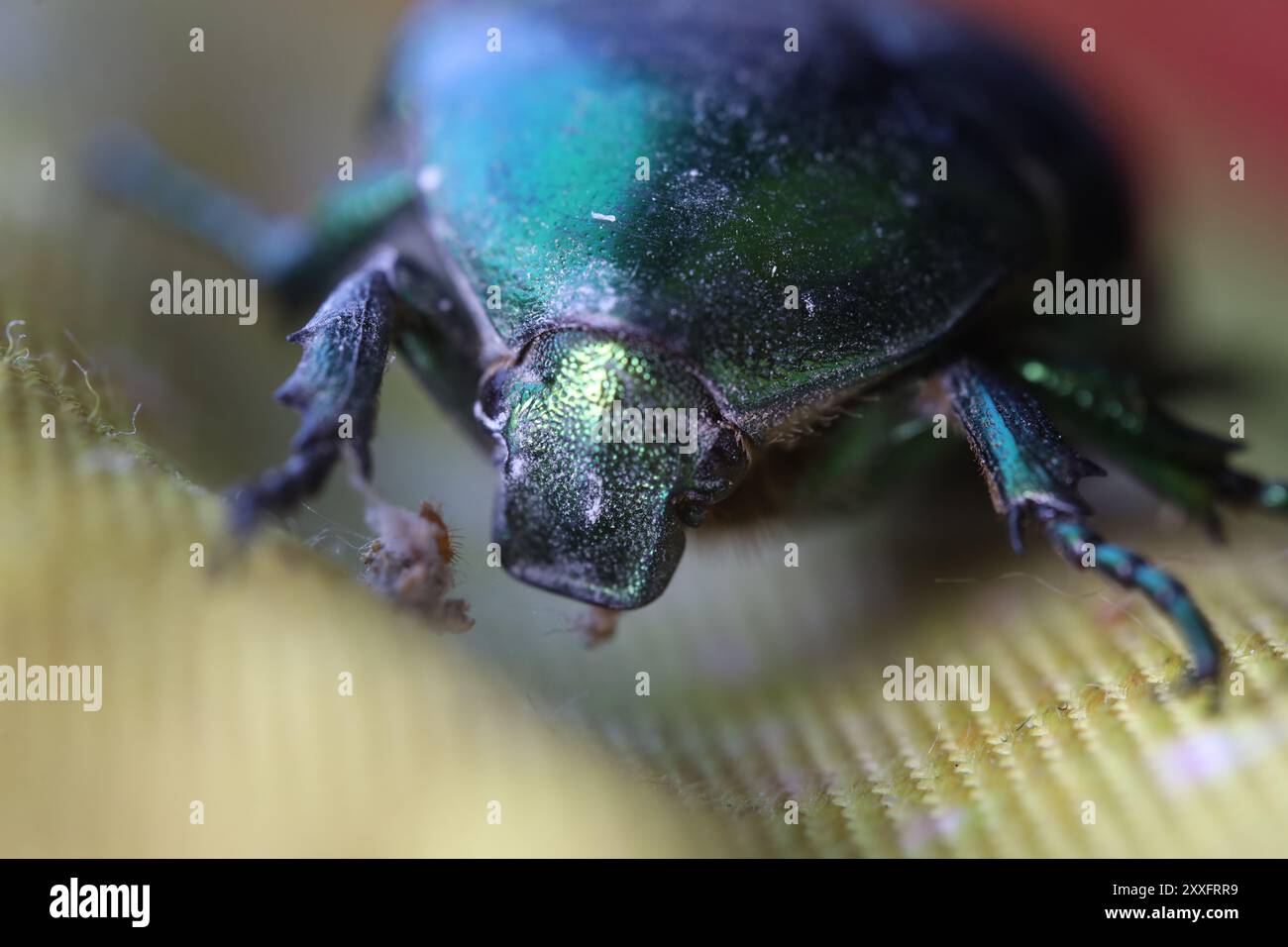 Bug de juin, green bug ultra macro view, gros plan extrême, coléoptère vert, mouvement de la tête de coléoptère, insecte Cotinis nitida Banque D'Images