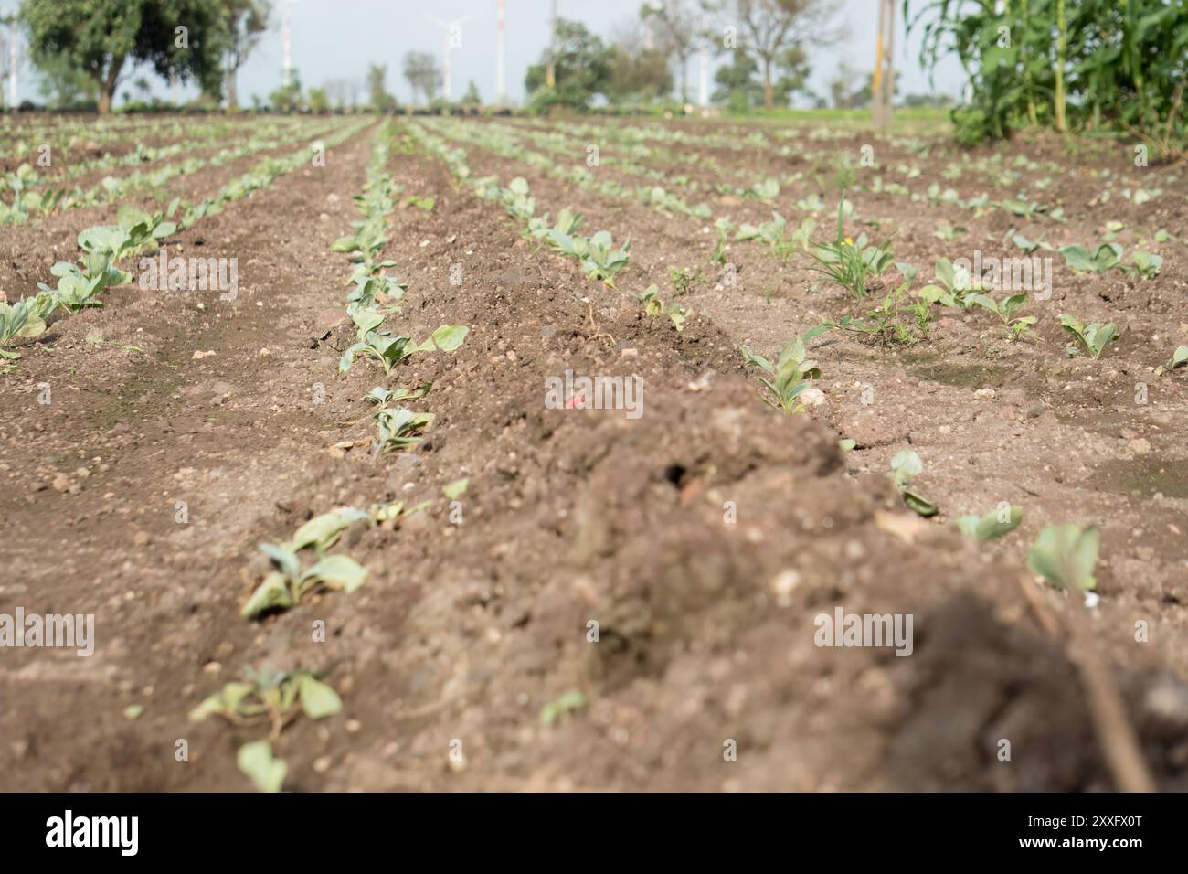 Une jeune plante de chou florissante dans un sol agricole riche en nutriments Banque D'Images