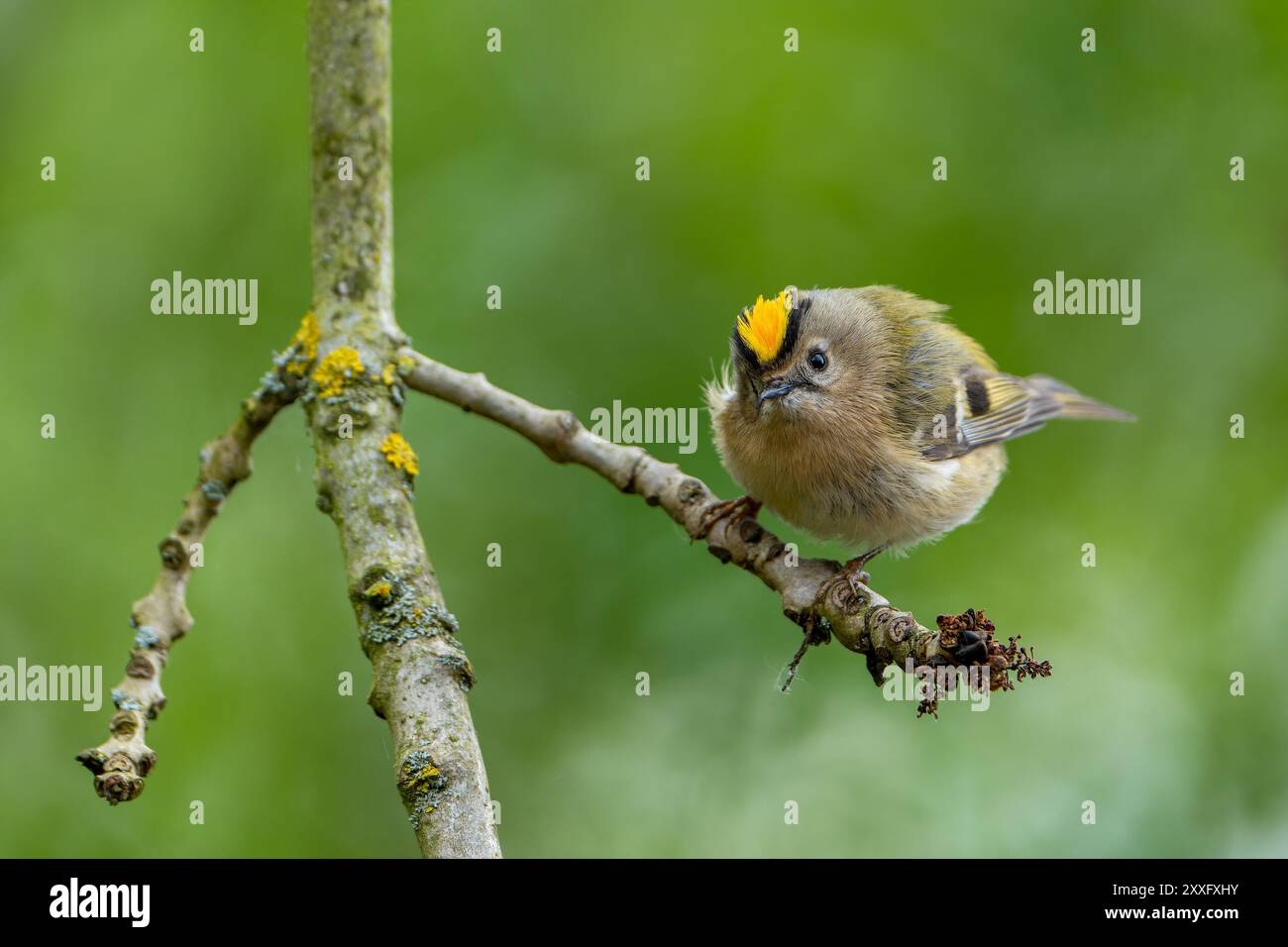 Dans ce gros plan, un crest doré (Regulus regulus) est perché sur une branche. L'arrière-plan est magnifiquement flou, soulignant le fe délicat de l'oiseau Banque D'Images