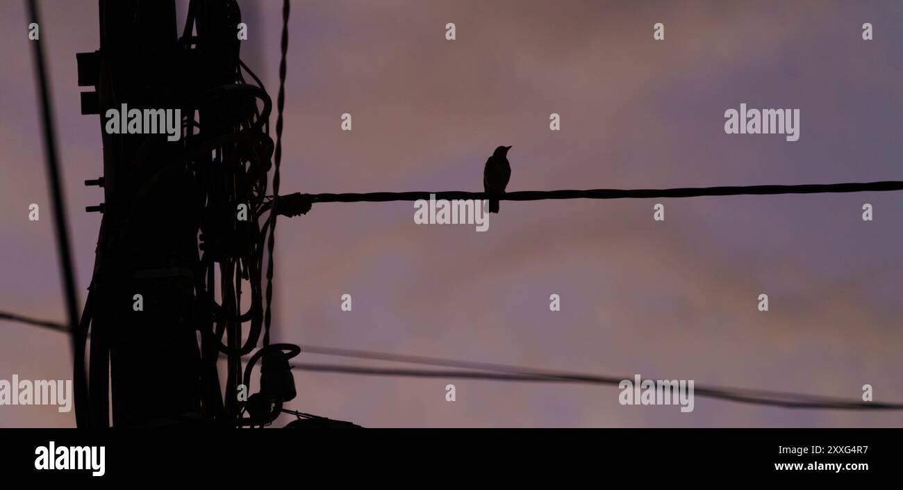 Oiseau sur un fil électrique à l'aube Banque D'Images