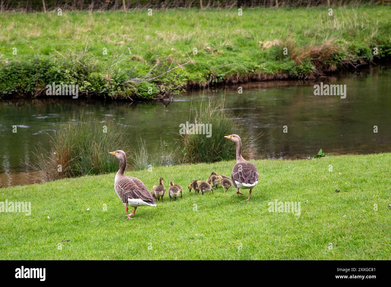 Les oies de Graylag ou les oies de Greylag Anser Anser Anser avec de jeunes Goslings sur les rives de la rivière Wye dans la ville de Bakewell, dans le Derbyshire Banque D'Images