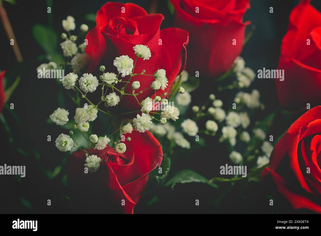 Roses rouges éclatantes avec délicates fleurs blanches de souffle de bébé Banque D'Images