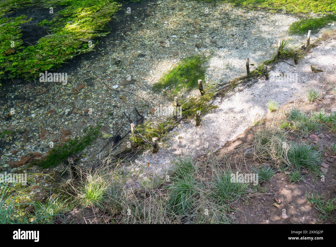 Lit de craie River Loddon à Basingstoke, avec l'érosion complète de la rive contournant la protection artificielle contre l'affouillement des piquets en bois et des tiges tissées, Royaume-Uni Banque D'Images