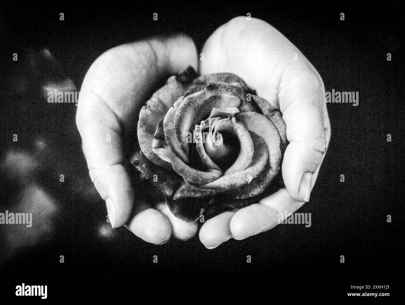 Rose rouge dans le jardin botanique de Brooklyn. Banque D'Images