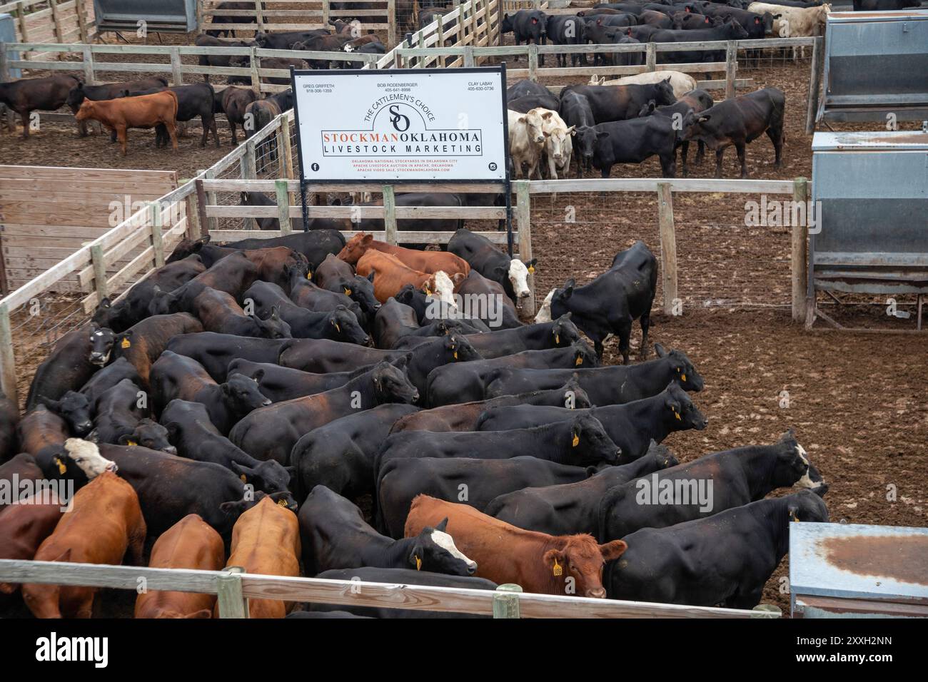Oklahoma City, Oklahoma - bétail dans un enclos en attente de vente aux enchères à l'Oklahoma National Stockyards. Depuis sa création en 1910, plus de 100 millions de dollars CA Banque D'Images