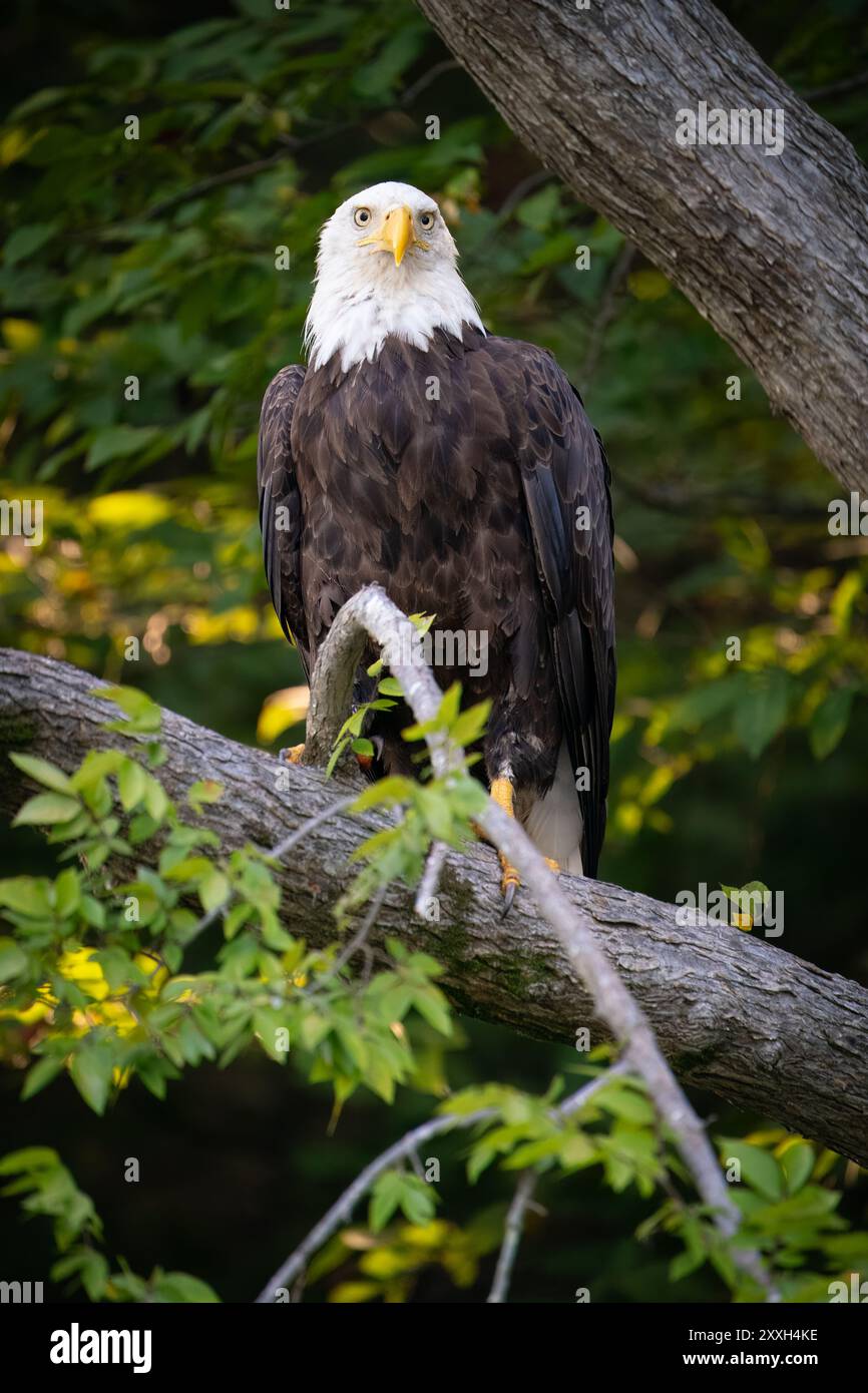 Une femelle aigle à tête blanche perchée le long de la James River. Banque D'Images