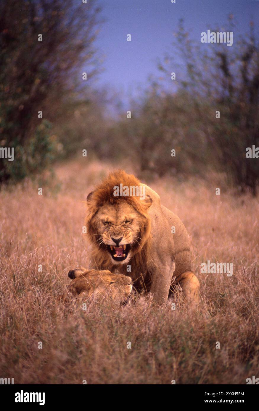 Les Lions, Masai Mara, Kenya Banque D'Images