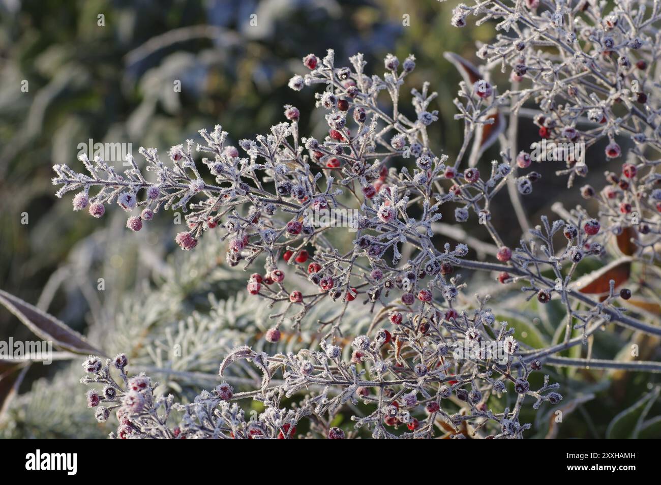 Heiliger Bambus im Winter mitRaureif, bambou céleste en hiver avec givre Banque D'Images