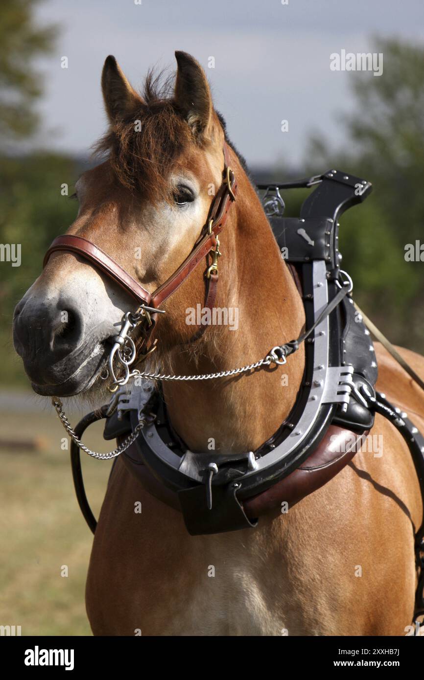 Ardennes Banque D'Images