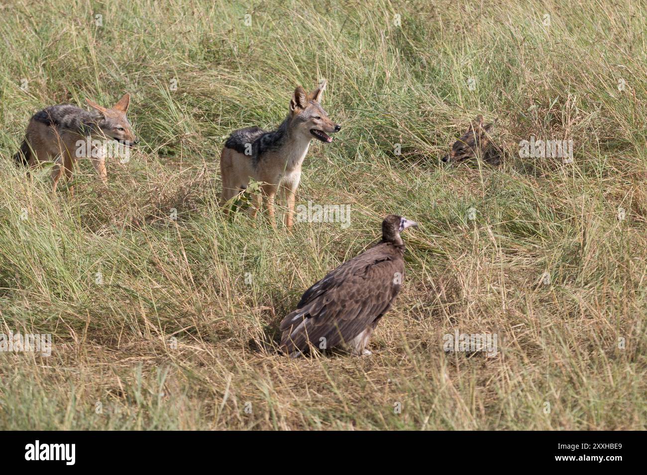 Afrique, Kenya, réserve nationale du Masai Mara. Récupérateurs. La hyène tachetée, la hyène riante, est une espèce classée Crocuta Crocuta. Aussi Lappet-F. Banque D'Images