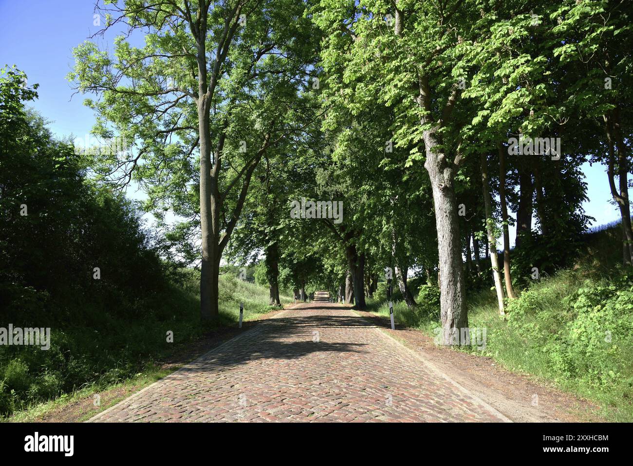 Europe, Allemagne, Mecklembourg-Poméranie occidentale, vieille avenue avec pavés près de Kaarz, Kaarz, Mecklembourg-Poméranie occidentale, Allemagne, Europe Banque D'Images