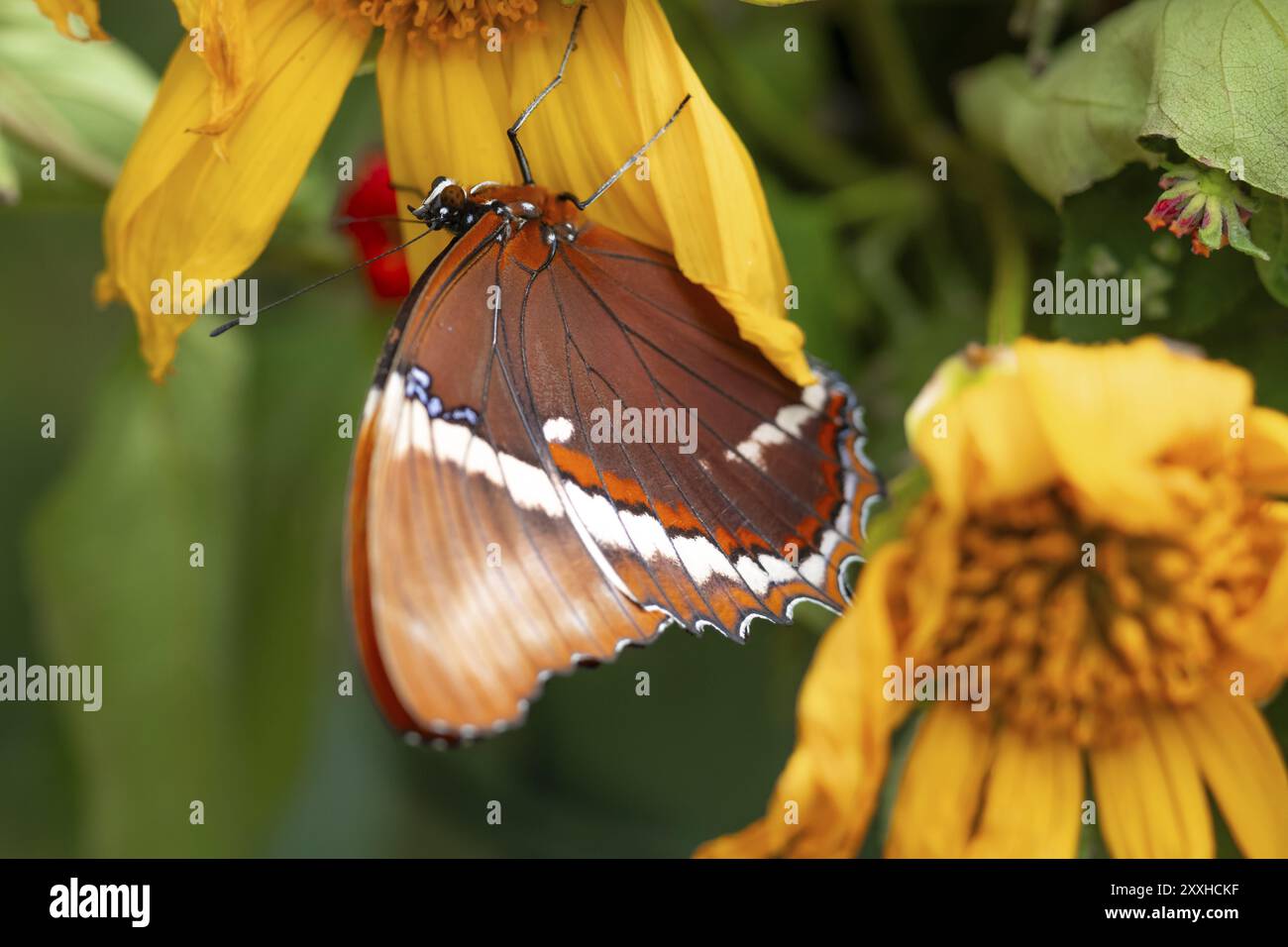 Papillon en chocolat (Siproeta epaphus), papillon orange assis sur une fleur jaune, province d'Alajuela, Costa Rica, Amérique centrale Banque D'Images