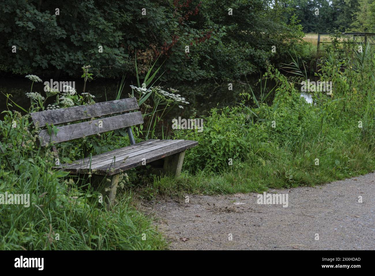 Un banc en bois par un chemin, entouré de plantes vertes, idéal pour une pause tranquille, Gemen, Muensterland, Allemagne, Europe Banque D'Images