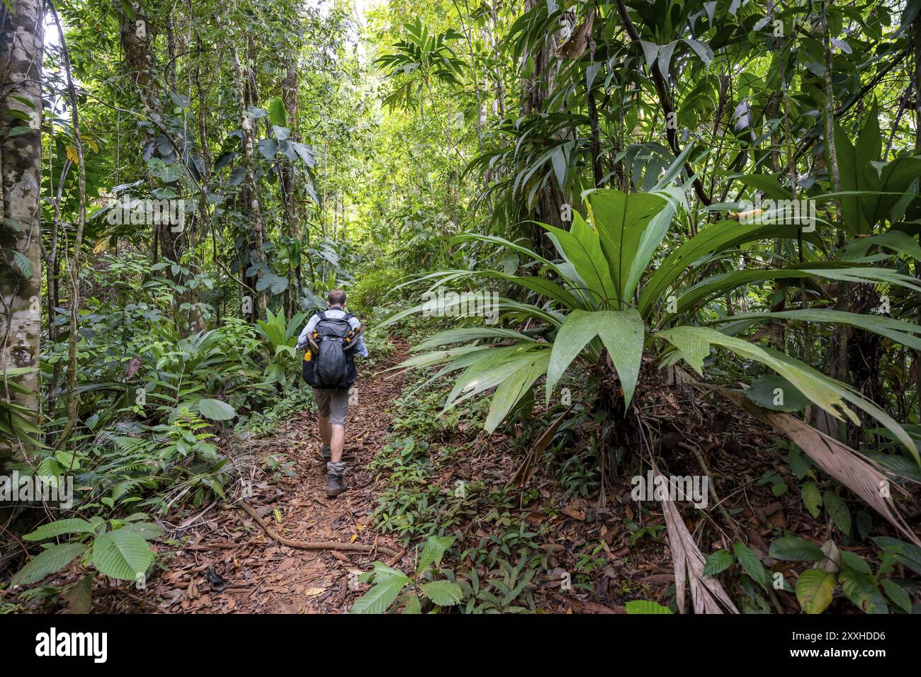 Jeune homme sur un sentier de randonnée dans la forêt tropicale, randonnée touristique dans la forêt tropicale à travers une végétation dense, parc national du Corcovado, Osa Penins Banque D'Images