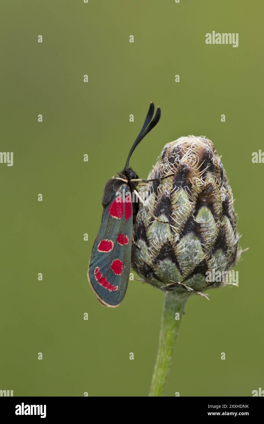 Sainfoin Oriole, Zygaena carniolica, papillon Banque D'Images