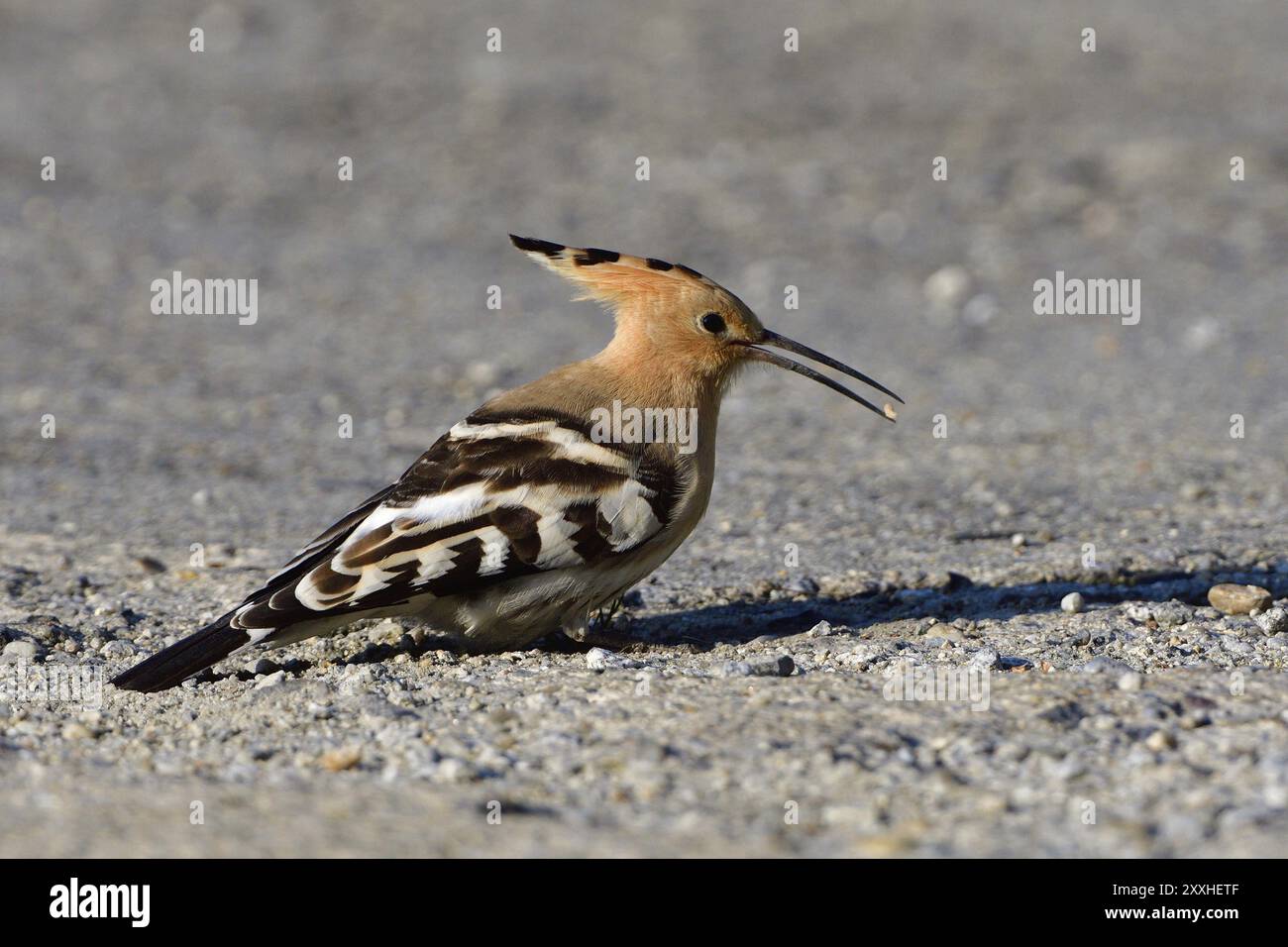 Hoopoe eurasien à la recherche de nourriture dans un parking. Hoopoe eurasien à la recherche de nourriture en automne Banque D'Images