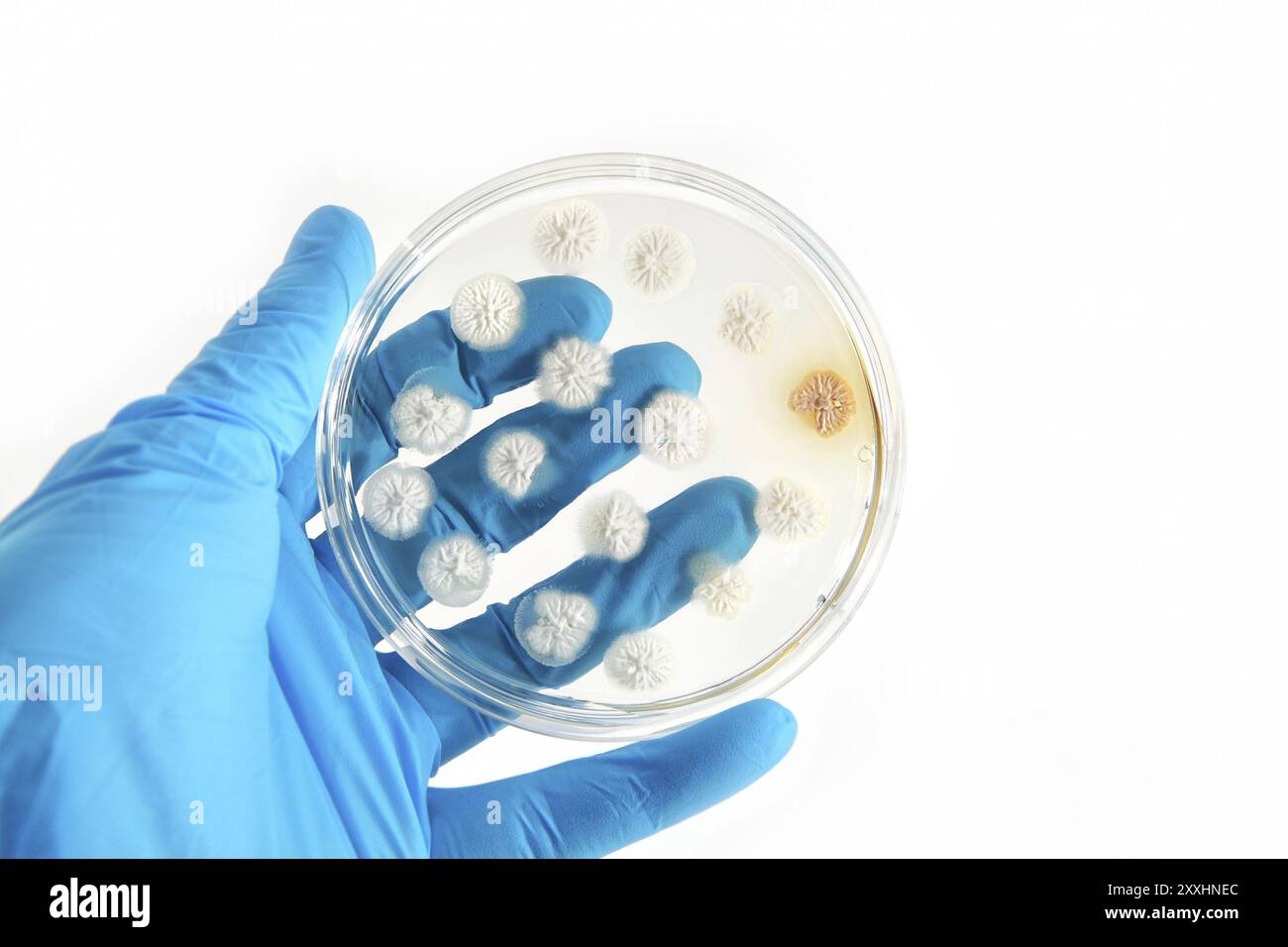 Différents champignons génétiquement modifiés sur plaque d'agar sur fond blanc Banque D'Images