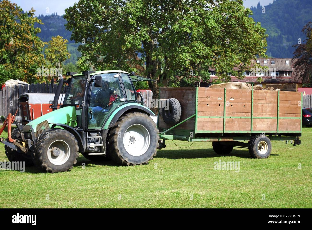 Transport d'animaux avec traktor et remorque Banque D'Images