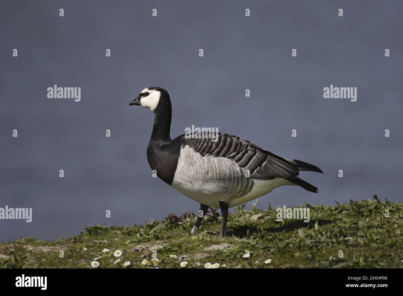 Nonnengans, leucopsis de Branta, bernacle Goose Banque D'Images