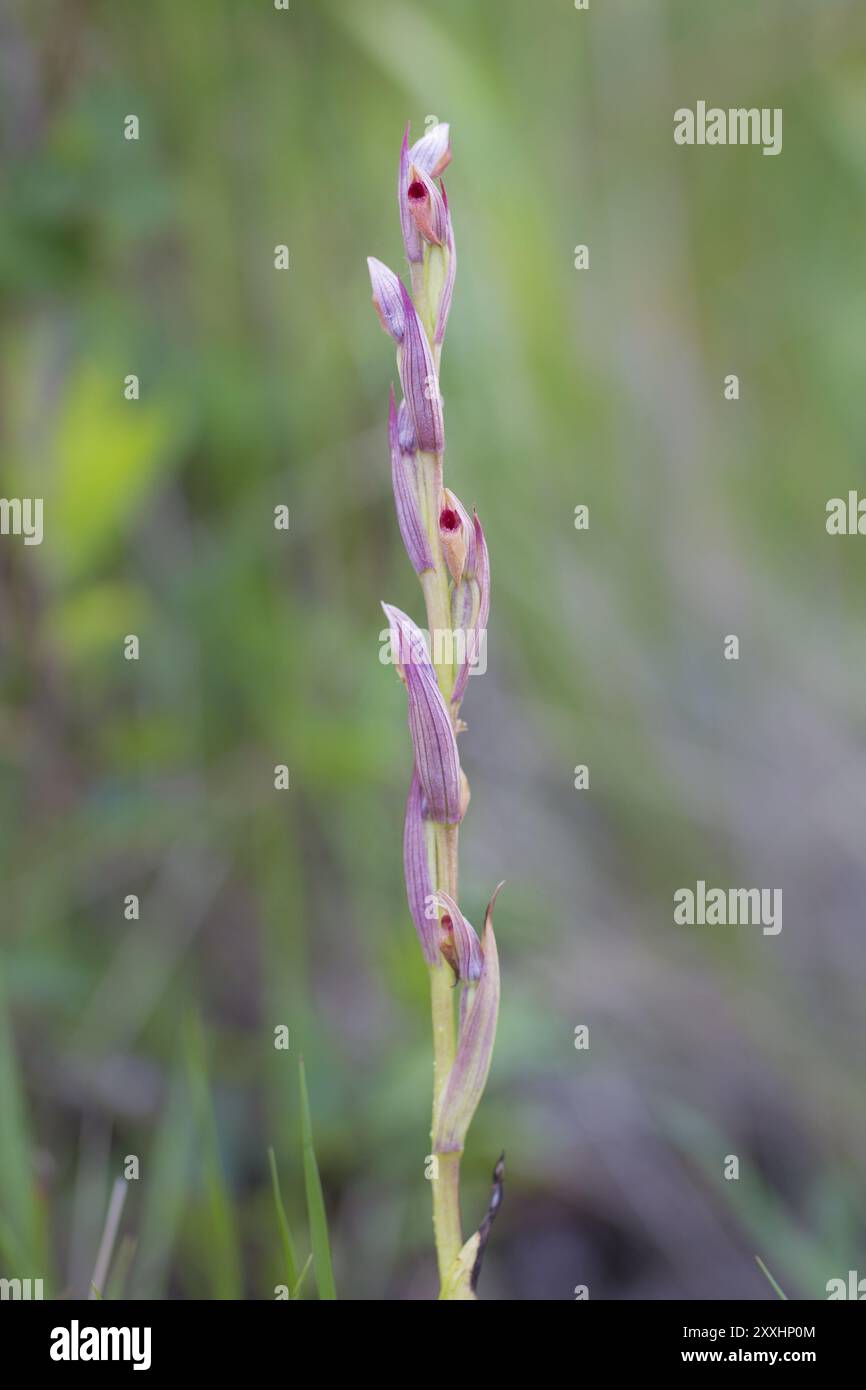 Orchidée à petite langue fleurie, Serapias parviflora, orchidée à petite langue fleurie Banque D'Images