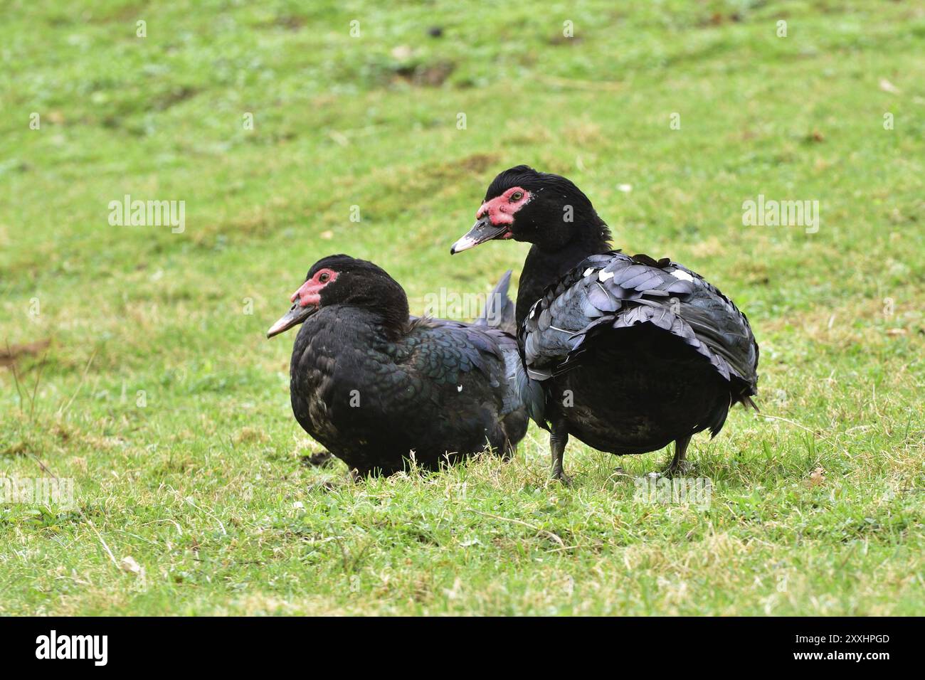 Deux canards de Barbarie domestiques. Canards verruqueux dans une ferme Banque D'Images