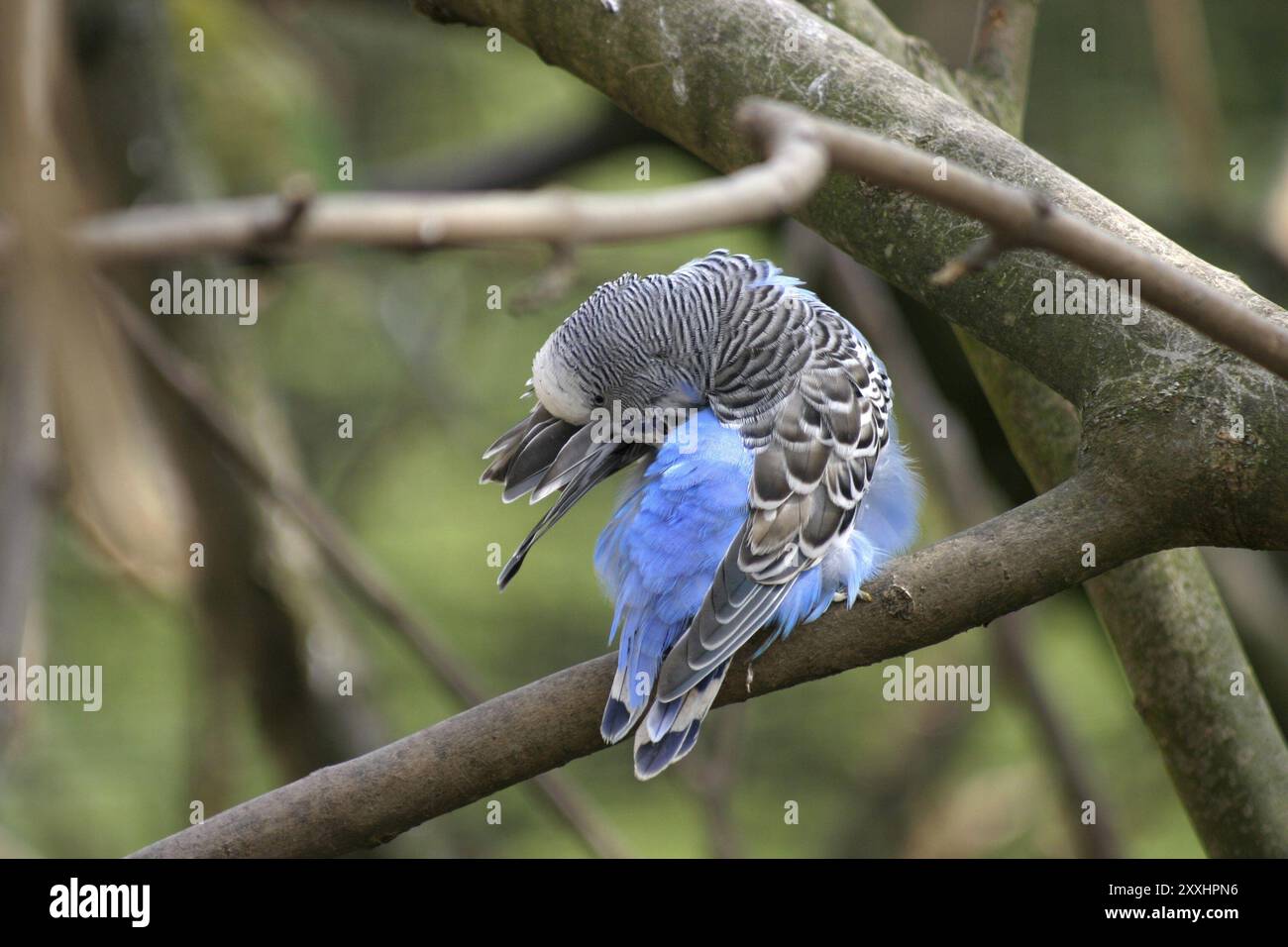 Budgerigar toilettant son plumage Banque D'Images