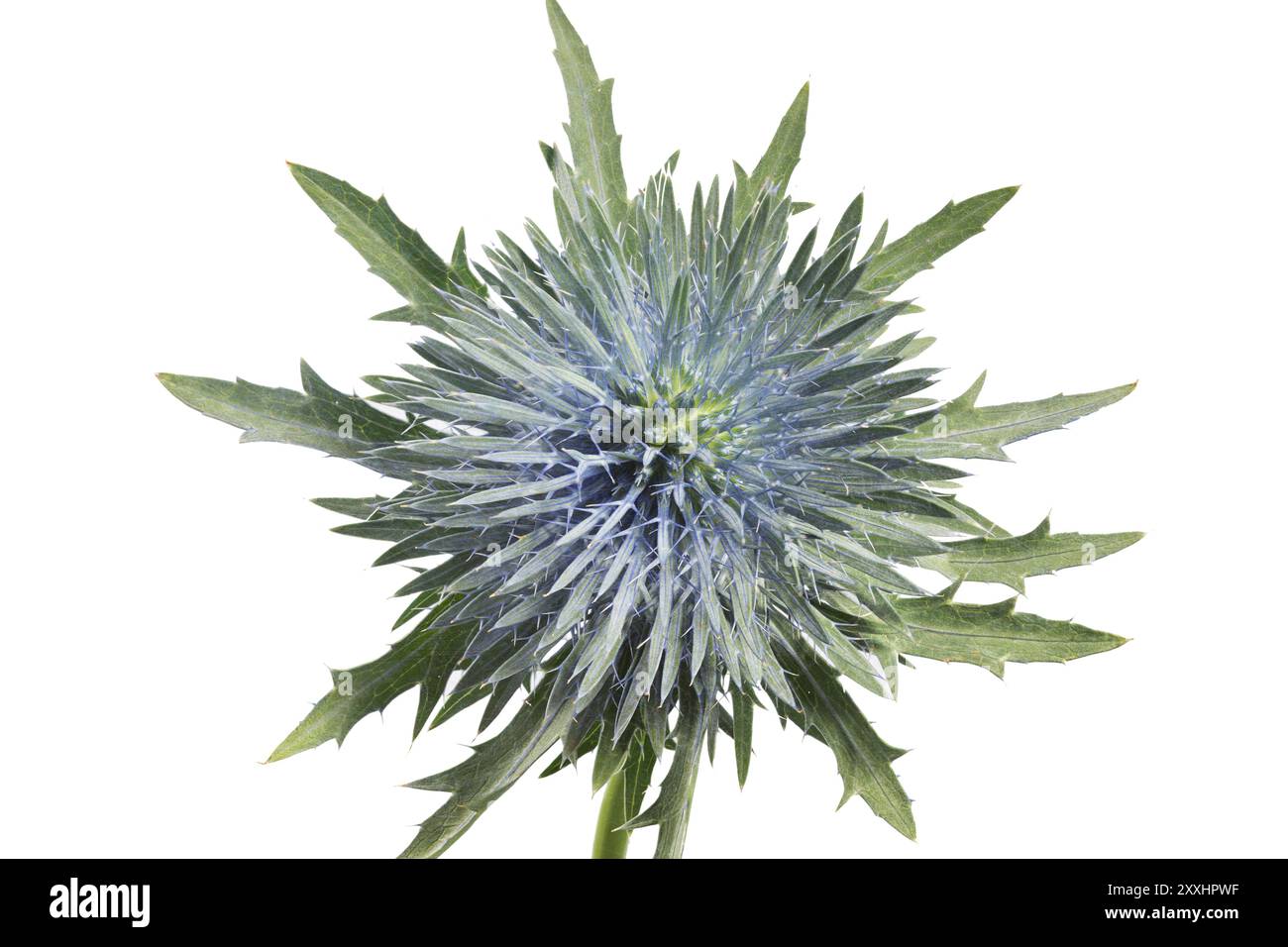 Chardon fleuri sur fond blanc Banque D'Images
