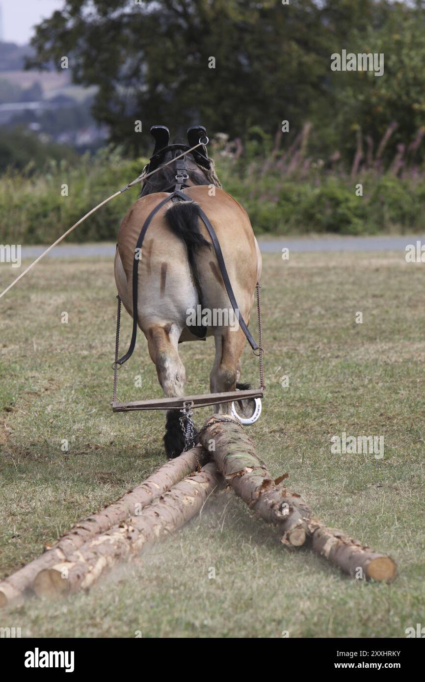 Cheval ardennais déplaçant le bois Banque D'Images