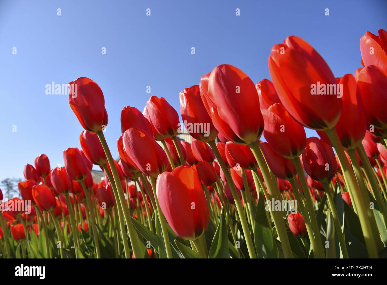 Den Helder, pays-Bas. 30 avril 2022. Champs de tulipes fleuris, vus du point de vue d'une grenouille Banque D'Images