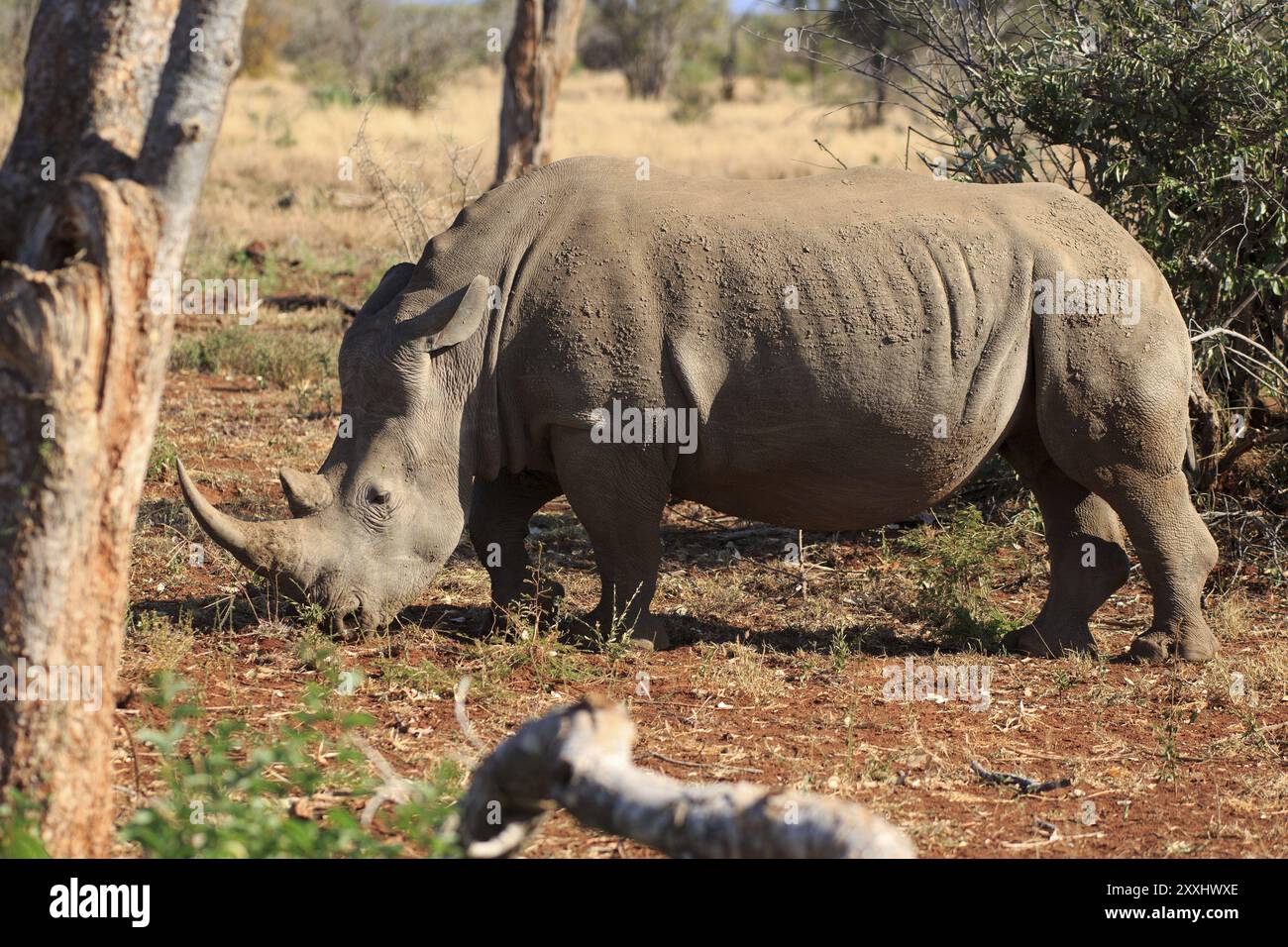 Rhinocéros blanc à la recherche de nourriture Banque D'Images