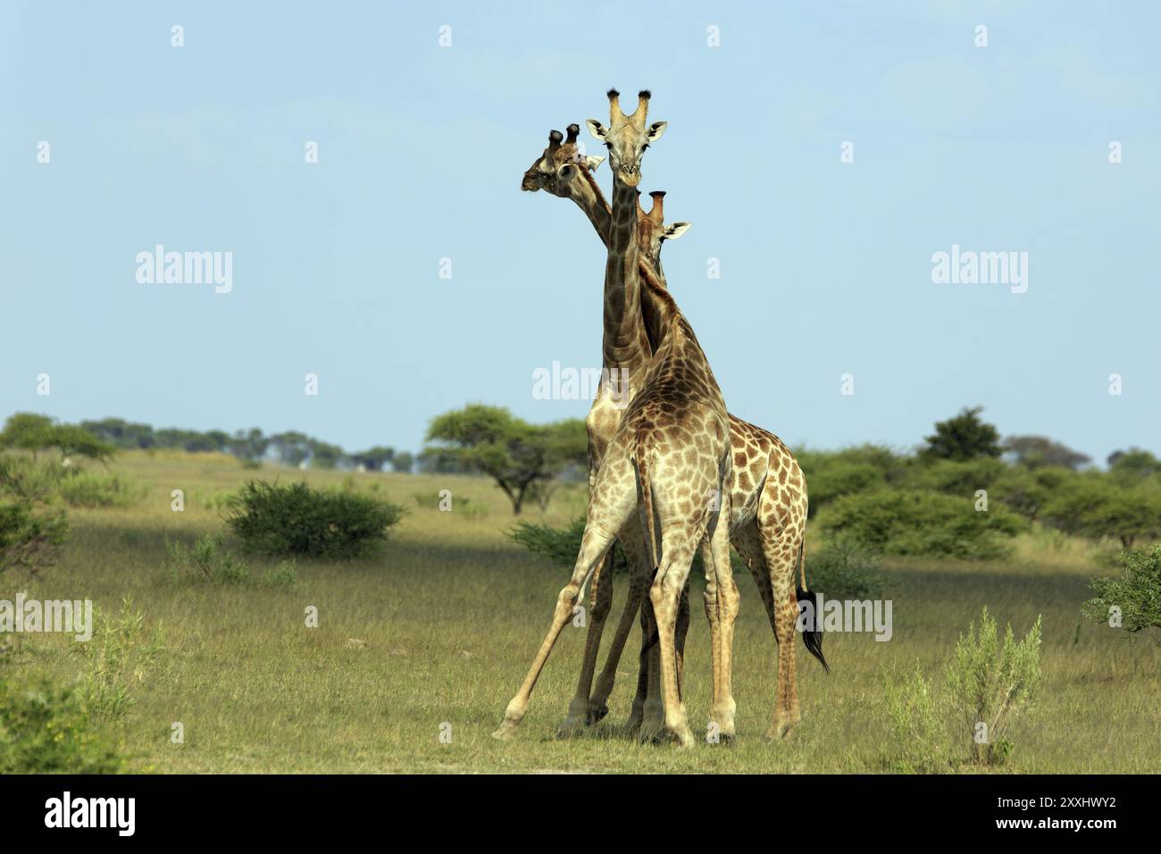 Giraff Banque D'Images