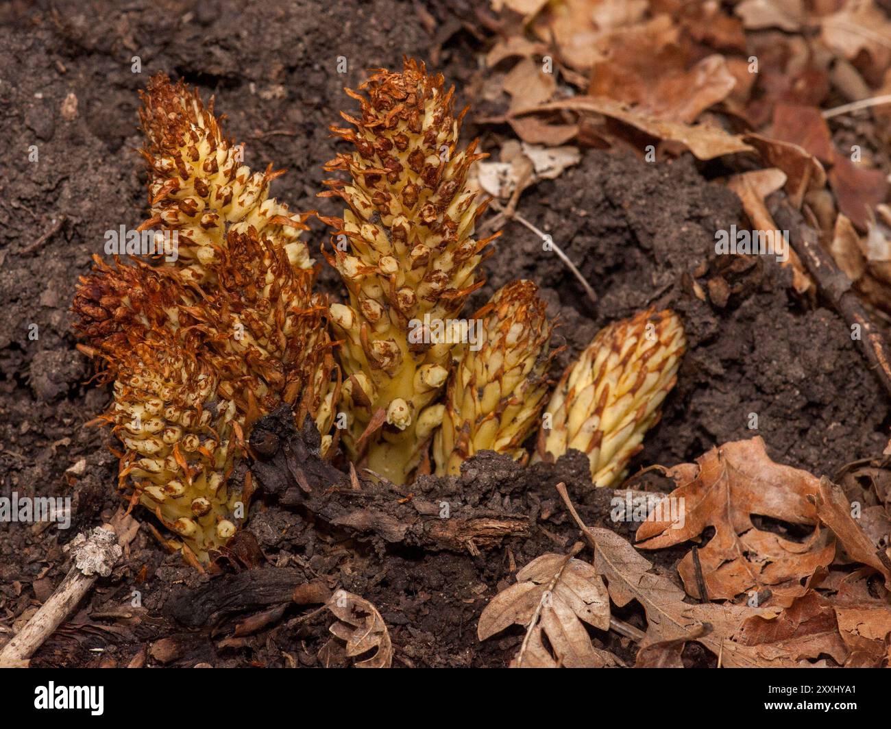 Un groupe de racines de cancer alpin (Conopholis alpina), un membre de la famille des brosses, trouvé sur la montagne Sandia près d'Albuquerque, Nouveau-Mexique Banque D'Images