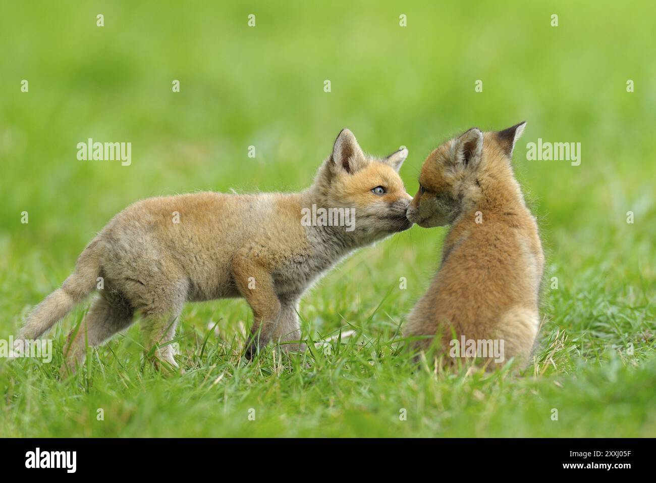 Fox Puppies, Allemagne, Europe Banque D'Images