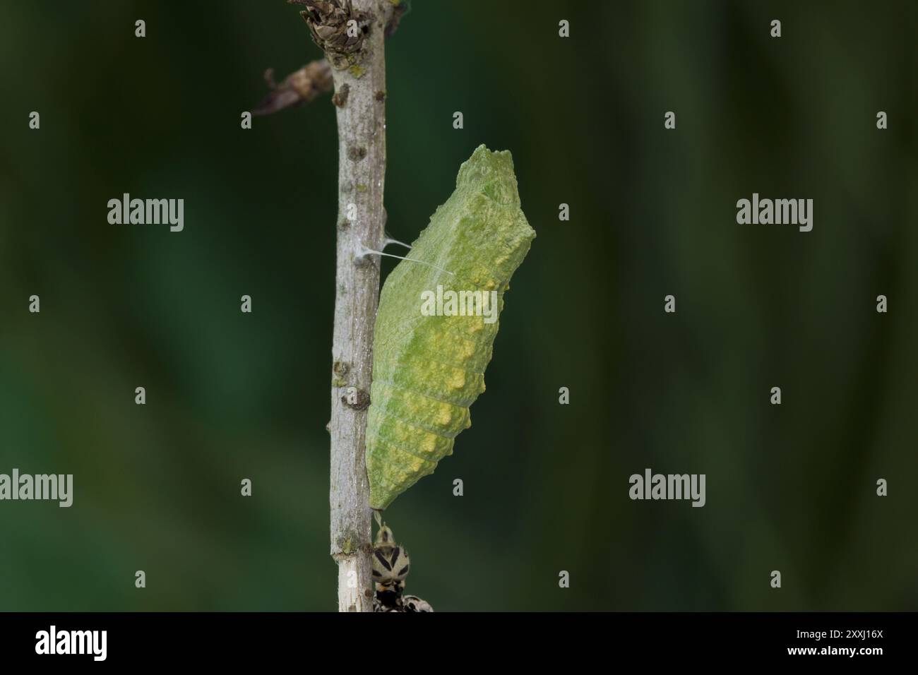 Queue d'aronde, pupe, papilio machaon, queue d'aronde jaune commune, pupe Banque D'Images