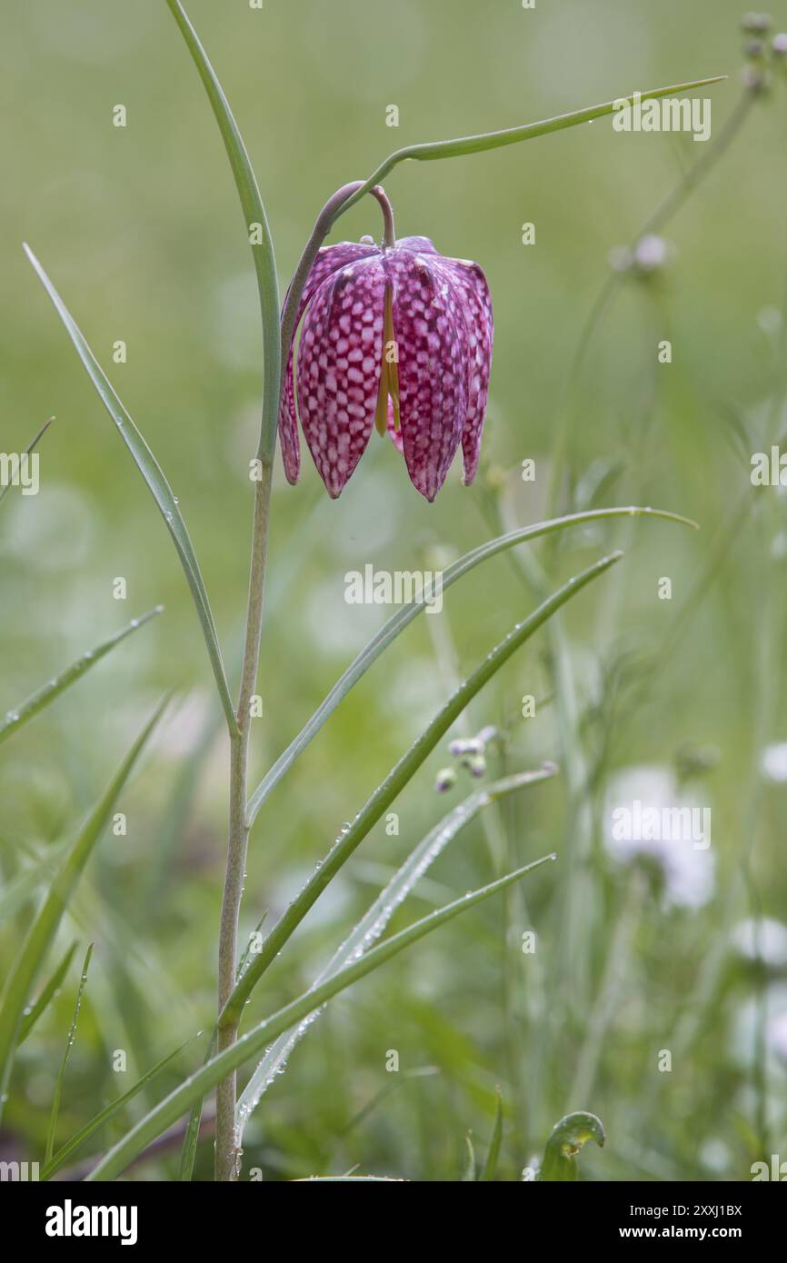 Fleur d'échecs, Fritillaria meleagris, tête de Nake Banque D'Images