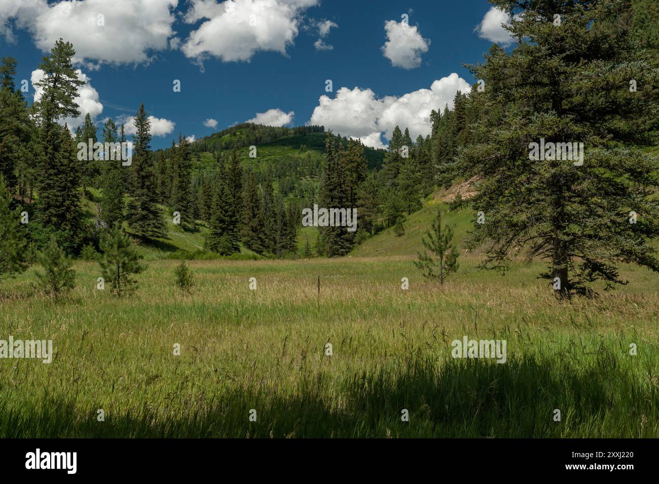 Cowles, Nouveau-Mexique. Dans les montagnes de Sangre de Cristo, près du sommet de la rivière Pecos, où les routes se terminent et où la nature sauvage de Pecos commence. Banque D'Images