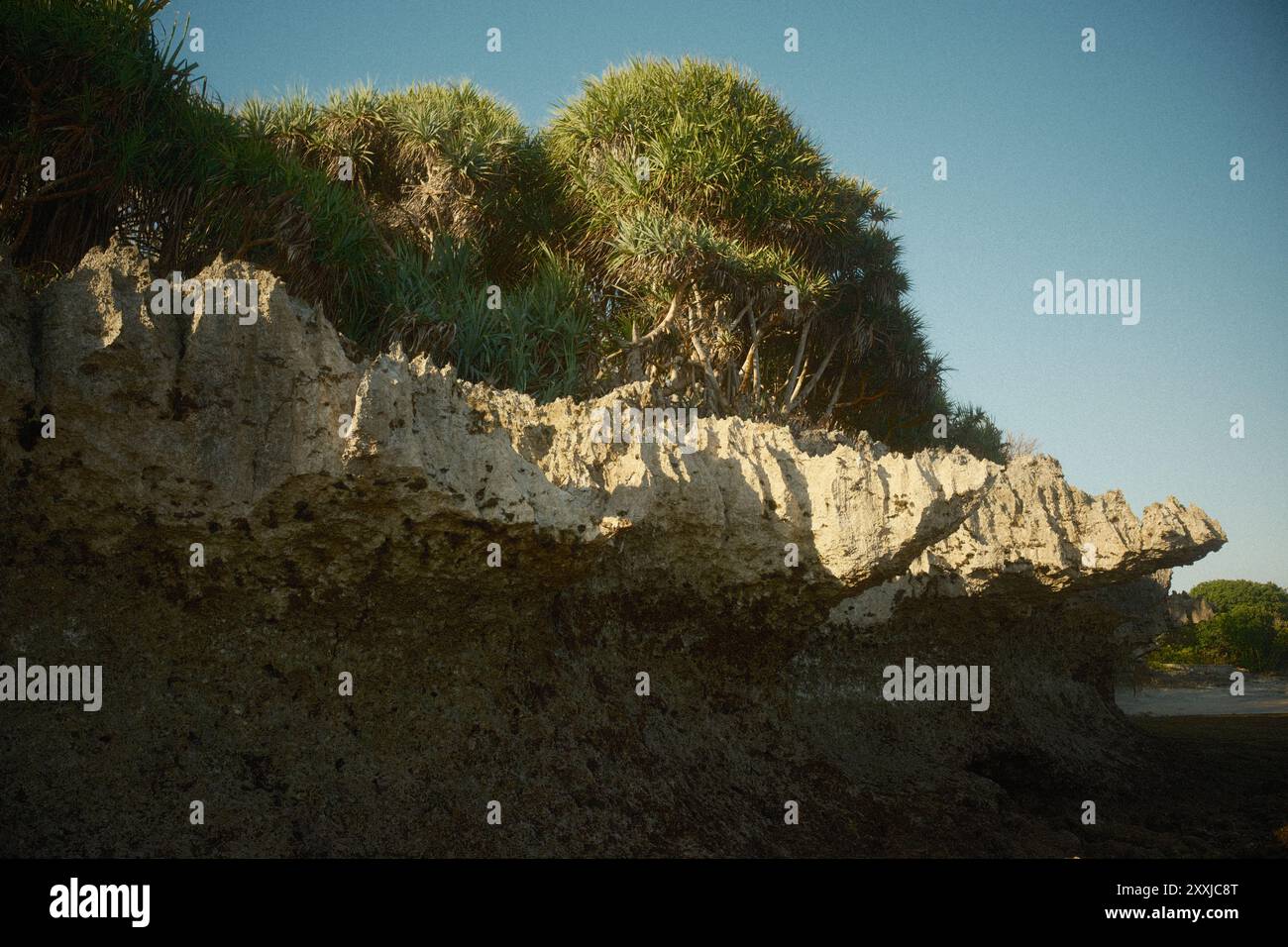 Bords de falaise de roche et Pandanus tectorius arbres à la plage tropicale Banque D'Images