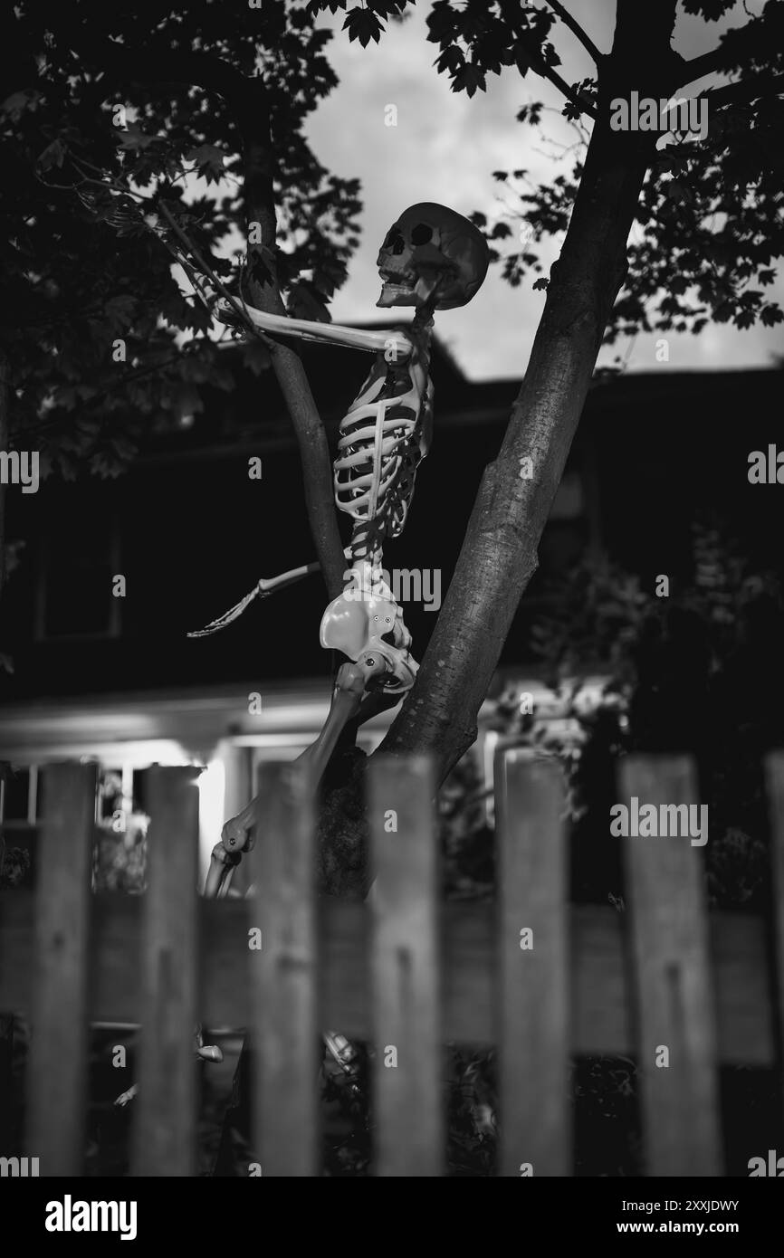 squelette traînant dans l'arbre dans la cour avant la nuit Banque D'Images